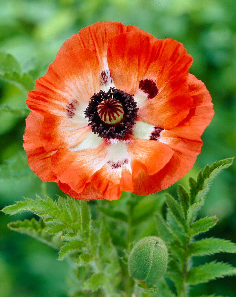 Poppy-Papaver 'Oriental Pinnacle' 1-pakning